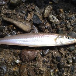 キス釣りからのシーバス